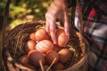 a woman garner fresh eggs into basket in morning at hen house