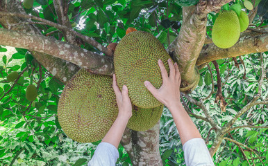 Handle thai jackfruit on the tree in the garden Close-up