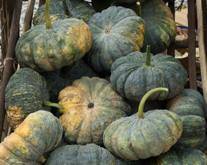 Pumpkin,local pumpkin of thailand,thai food ,delicious