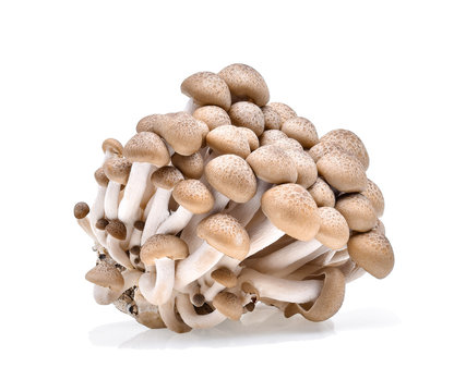 Brown beech mushrooms on white background