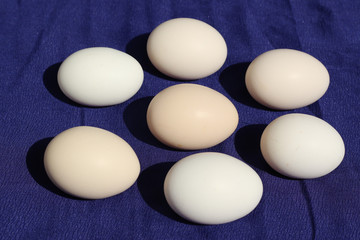 Fresh eggs on blue background