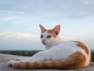 Cat on roof and looking