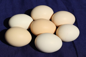 Fresh eggs on blue background