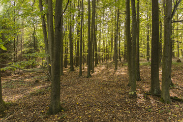 Obraz premium Better view of the tribes in the forest.