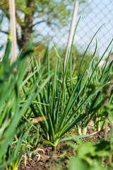 green young onions growing in the garden