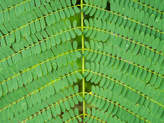 Flame tree leaf close-up