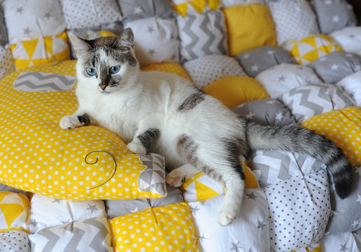 Blue-eyed white cat lie on the blanket textile
