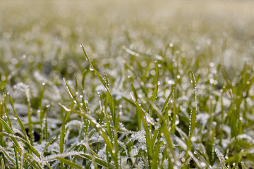 Winter background, morning frost on the grass with copy space