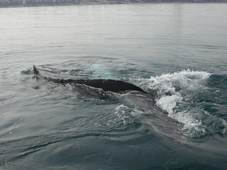 Humpback whale