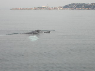 Fototapeta premium Humpback whale