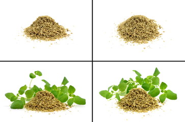 oregano