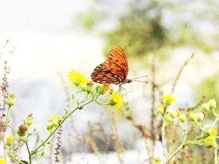 butterfly on flower