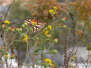 butterfly  on flower
