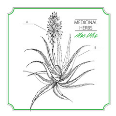 Медицинские травы