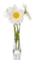 Bouquet daisies in clear glass vase isolated on white background.