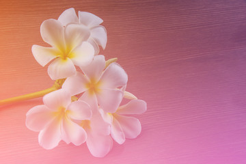 Obraz premium Abstract Blurry of Flower ,Beautiful flowers made with colorful filters.