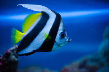 Fototapeta na wymiar Little striped fish in an aquarium in the water with reef in the