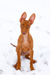 Cirneco dell'Etna dog