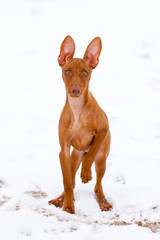 Cirneco dell'Etna dog