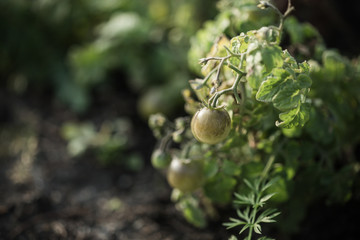 Organic gardening,  tomatoes in  vegetable garden, shallow