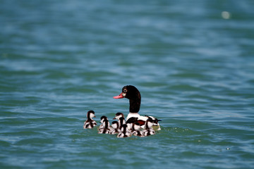 Shelduck