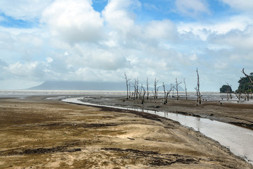 Dead mangrove trees in beach at low tide