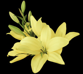 lilies light-yellow flowers,  on a black background,  isolated  with clipping path. beautiful bouquet of lilies with green leaves,  for design. Closeup. Nature.