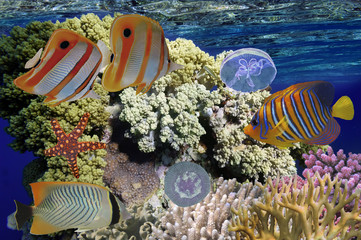 Fototapeta premium Coral reef with soft and hard corals with exotic fishes