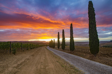 Fototapeta premium vineyard in Tuscany at sunset