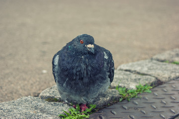 Pigeon closeup. Dove sitting on a pavement. Nature and peace concept. 

