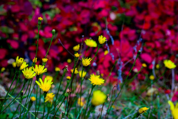 Yellow flowers field at red leaves pattern background