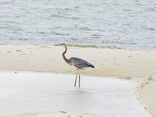Heron in Water