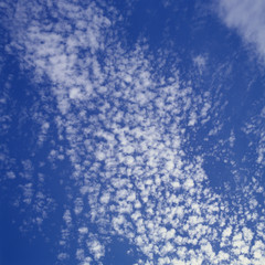 秋空　うろこ雲