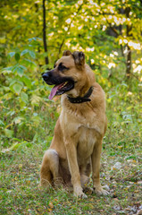 A large dog golden hues in a collar sits on grass in the park