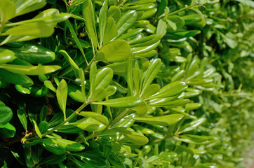 Fototapeta premium Green wall of the hedgerow in spring