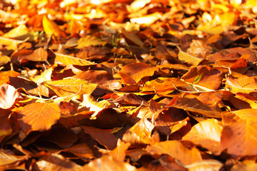 Colourful autumn leaves in orange yellow and brown
