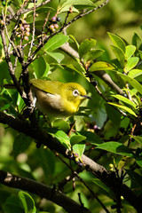 木の実をために来たメジロ