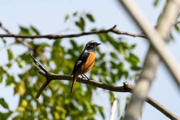 ジョウビタキ　オス♂