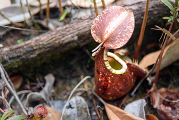 Ground pitcher, Nepenthes ampullaria