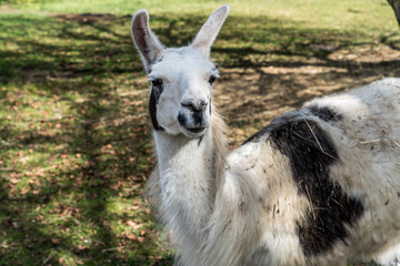 Obraz premium Neugieriges Lama auf grüner Wiese