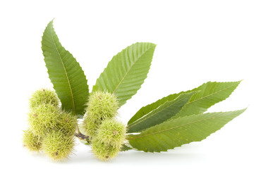  unripe chestnuts