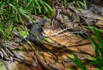 Monitor lizard, varanus