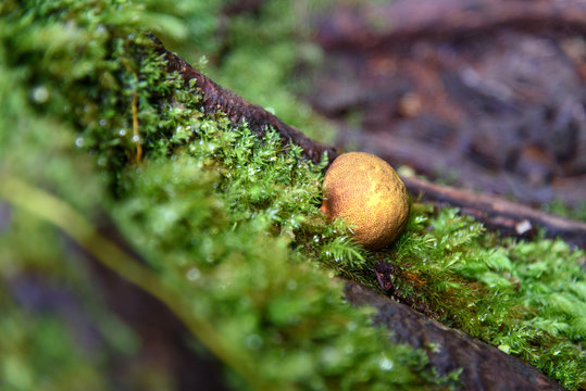 Small yellow mushroom in moss
