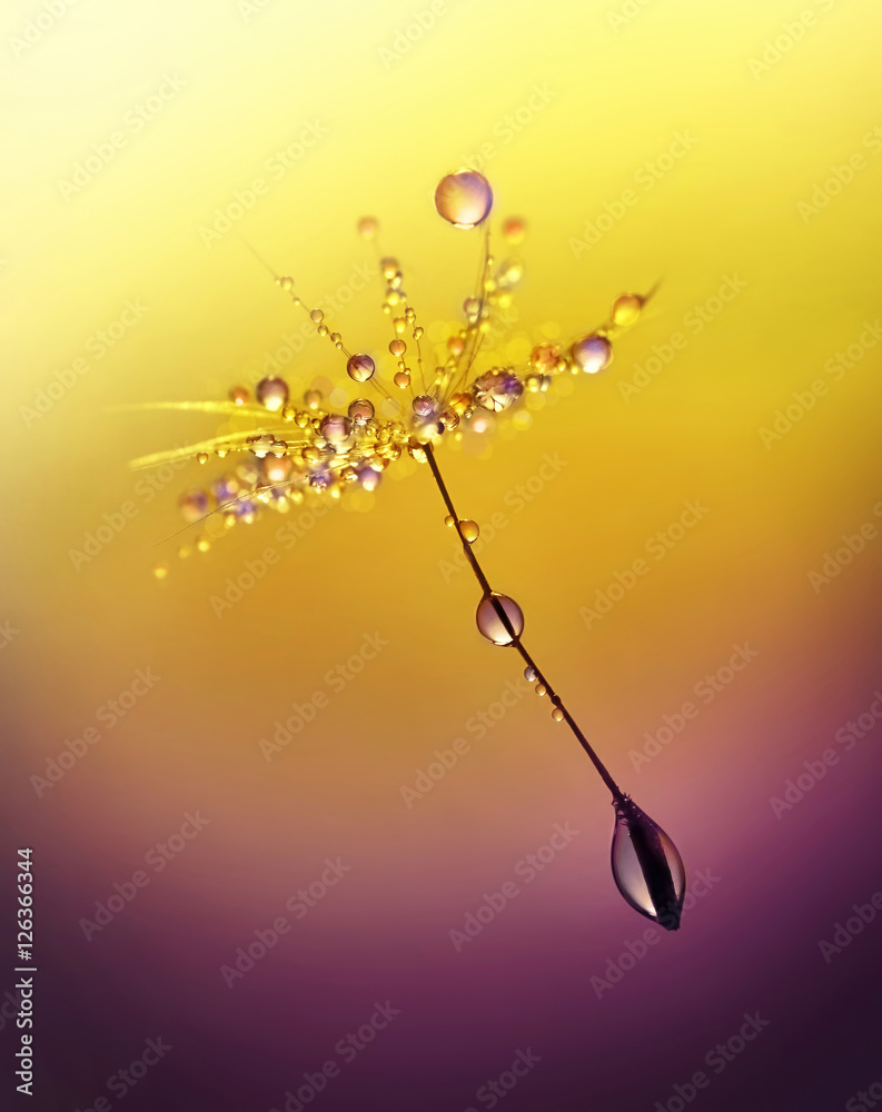 Poster dandelion with drops of dew in a gold color. beautiful golden dandelion with water drops. dandelion 