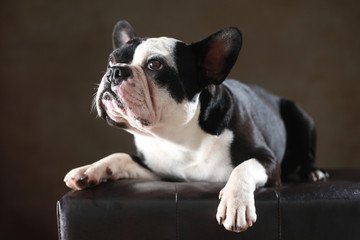Französische Bulldogge im Studio liegend