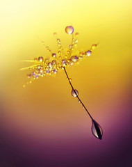 Dandelion with drops of dew in a gold color. Beautiful golden dandelion with water drops. Dandelion seed with dew on a beautiful golden background.