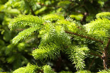 Branches growing young green fir.