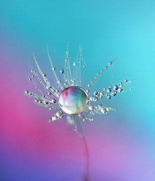 Fototapeta Beautiful dew drops on a dandelion seed. Close-up. Sparkling bokeh. Beautiful light blue and violet background.