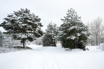 Obraz premium Trees in a winter forest