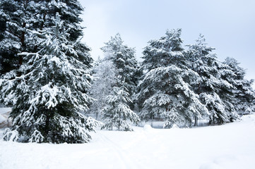 Trees in a winter forest